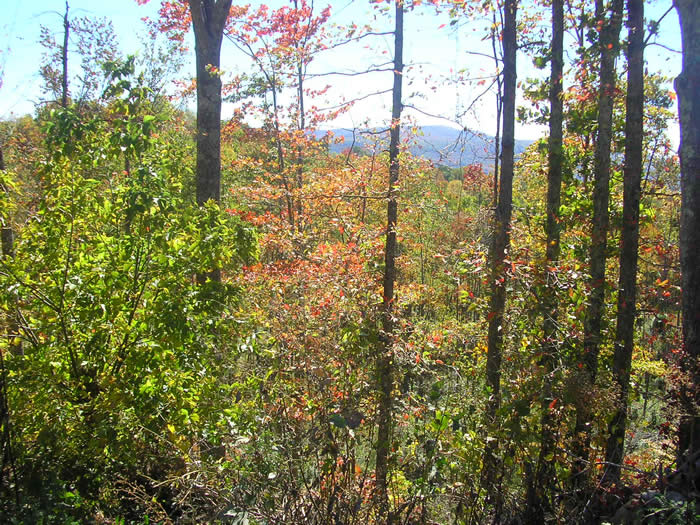 VA Fall Trees 2007